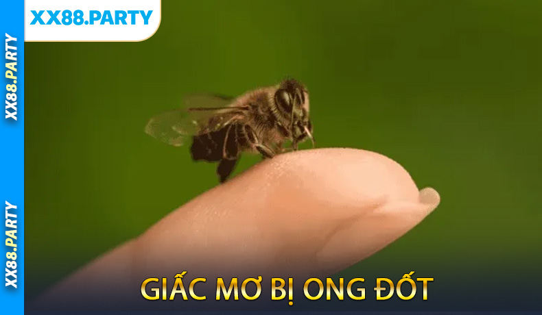 Giấc mơ bị ong đốt