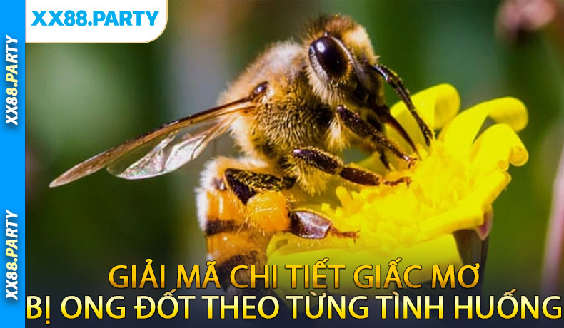 Giải mã chi tiết giấc mơ bị ong đốt theo từng tình huống